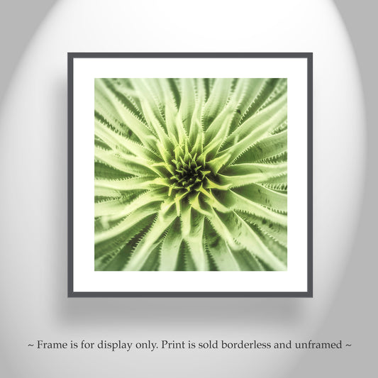 Agave Art from Arizona Desert as Square Wall Decor