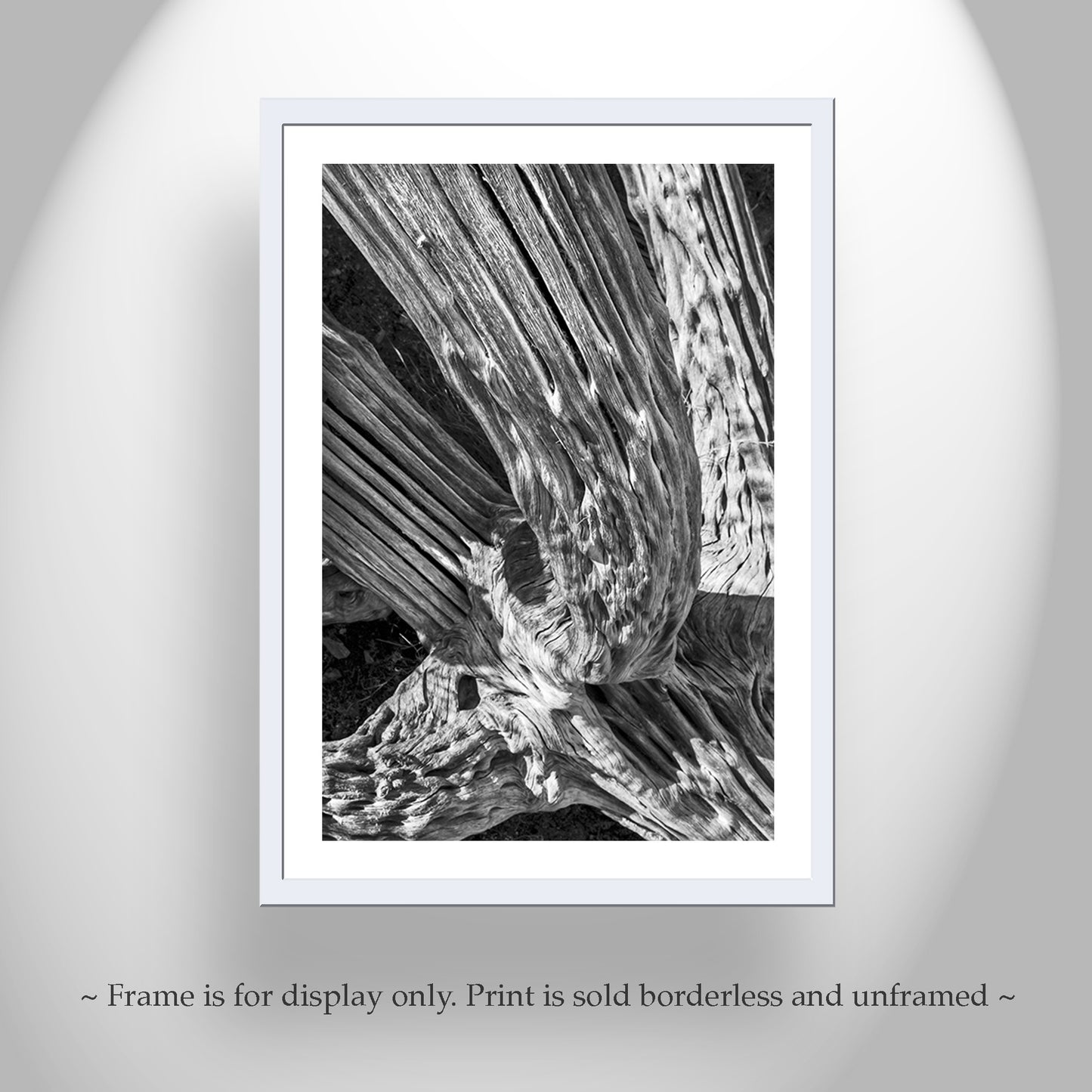 Black and White Desert Cactus Spines Abstract Art in Tucson Arizona