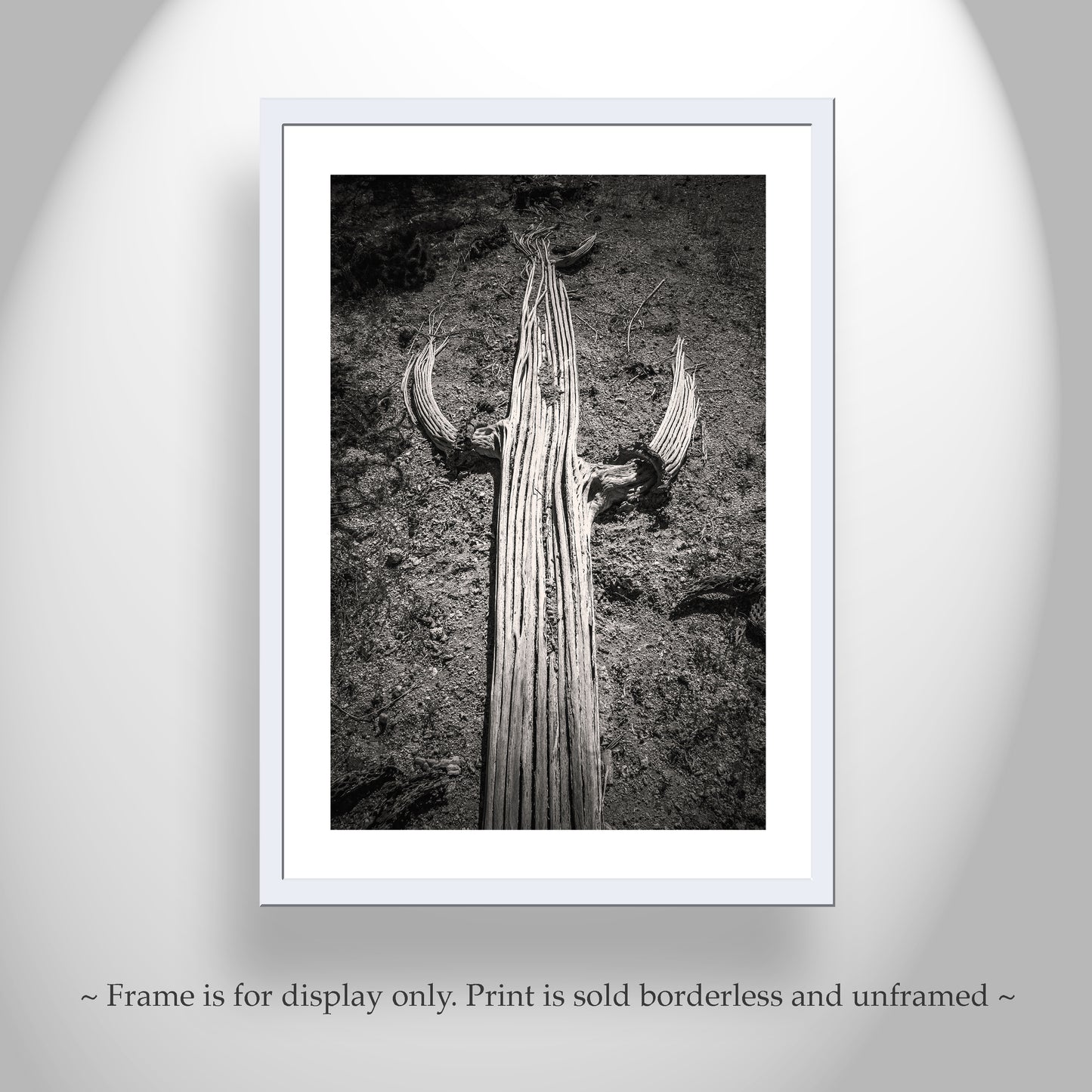 Cactus Spines Tucson Arizona Desert Saguaro Print in Black and White