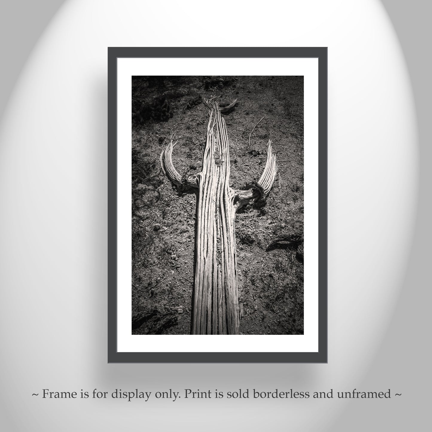 Cactus Spines Tucson Arizona Desert Saguaro Print in Black and White