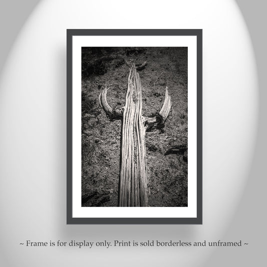 Cactus Spines | Black & White Saguaro Desert Wall Art Print Arizona