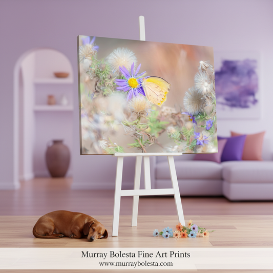 Butterfly on a purple flower with a blurred background. Madera Canyon Murray Bolesta