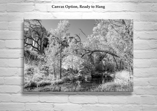 Arizona Desert Canyon Stream Oasis Art in Black and White