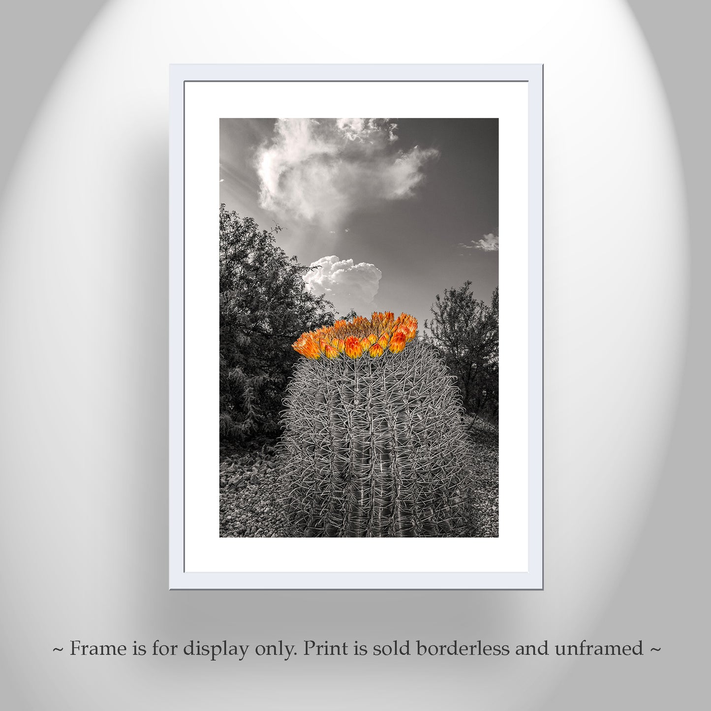 Desert Sky Art Print with Barrel Cactus as Unique Southwest Decor
