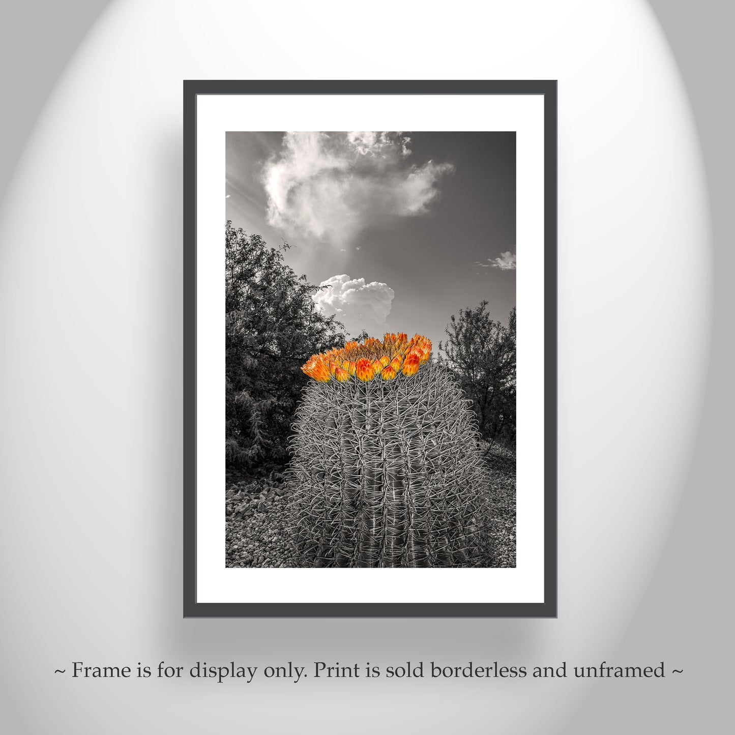 Desert Sky Art Print with Barrel Cactus as Unique Southwest Decor
