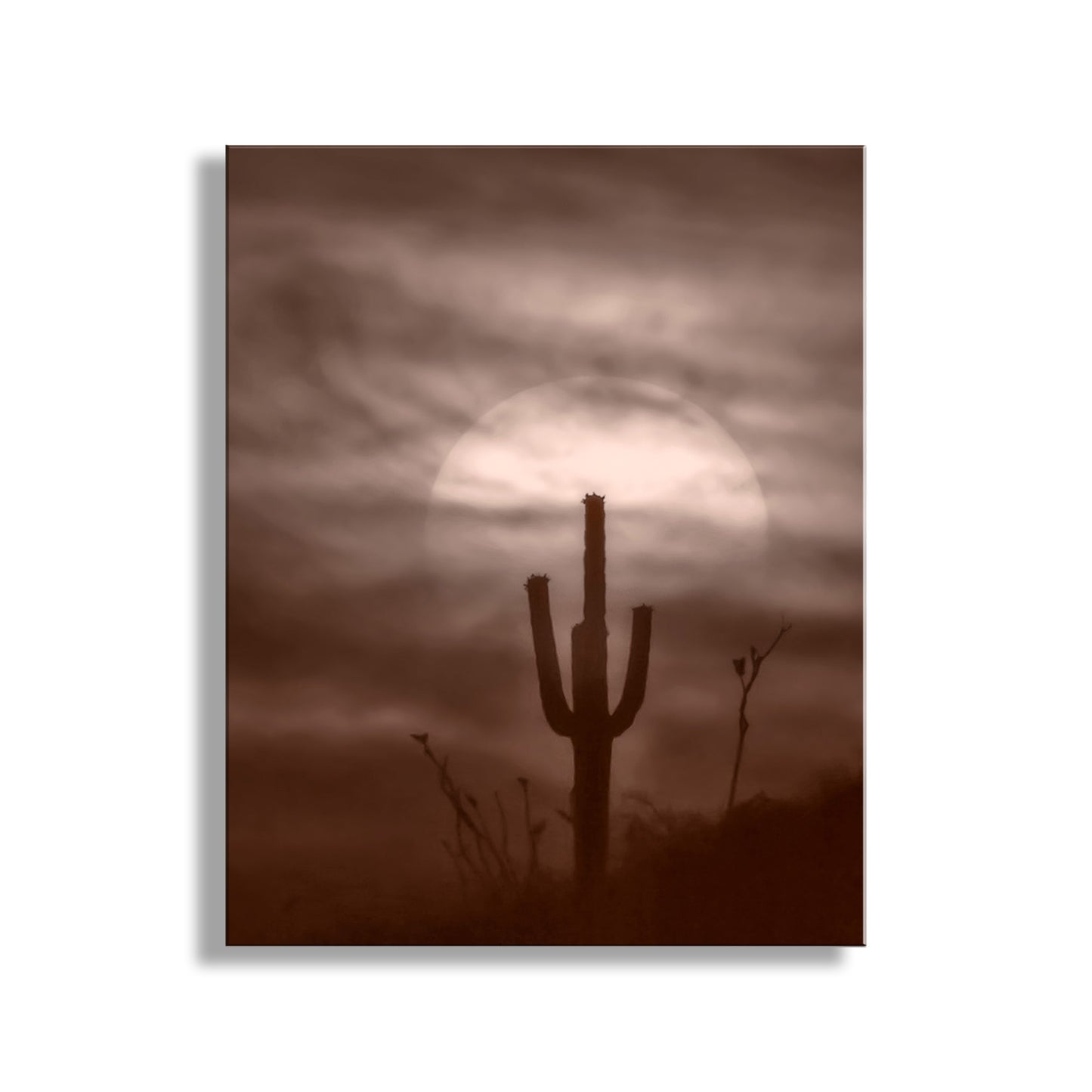 Desert Cactus Sunset as Southwest Design | Tucson Landscape Art