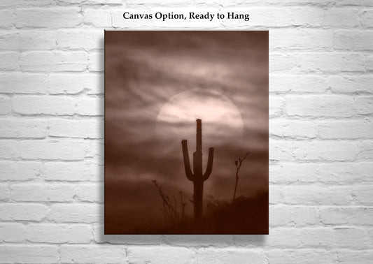 Desert Cactus Sunset as Southwest Design | Tucson Landscape Art