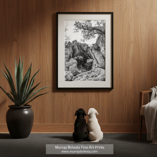 A black and white photograph depicting a rocky arizona canyon landscape with a large tree branch extending over the scene. Sycamore Canyon Arizona art by Murray Bolesta