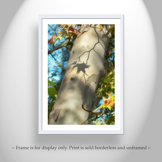 Arizona Sycamore Leaf & Bark | Madera Canyon Autumn Nature Print