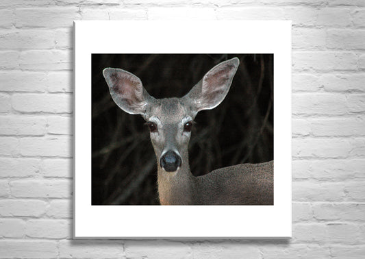 Animal Picture with Cute Wild Mule Deer as Wall Decor