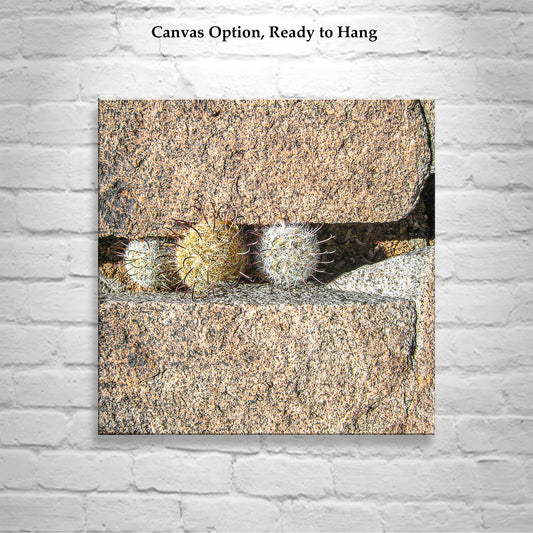 Pincushion Cactus Fine Art Print - Desert Botanical Photography