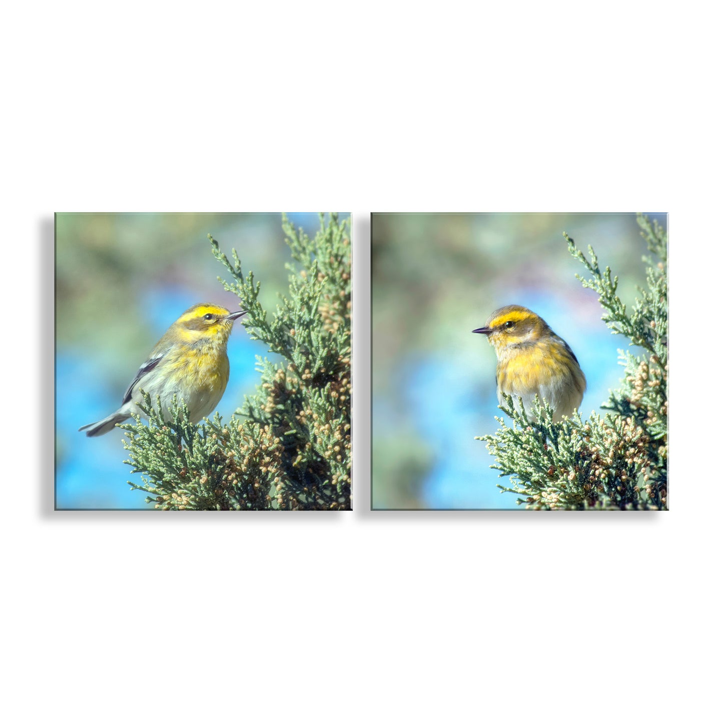 Yellow Warbler Bird Art in Matched Set of 2 Square Prints