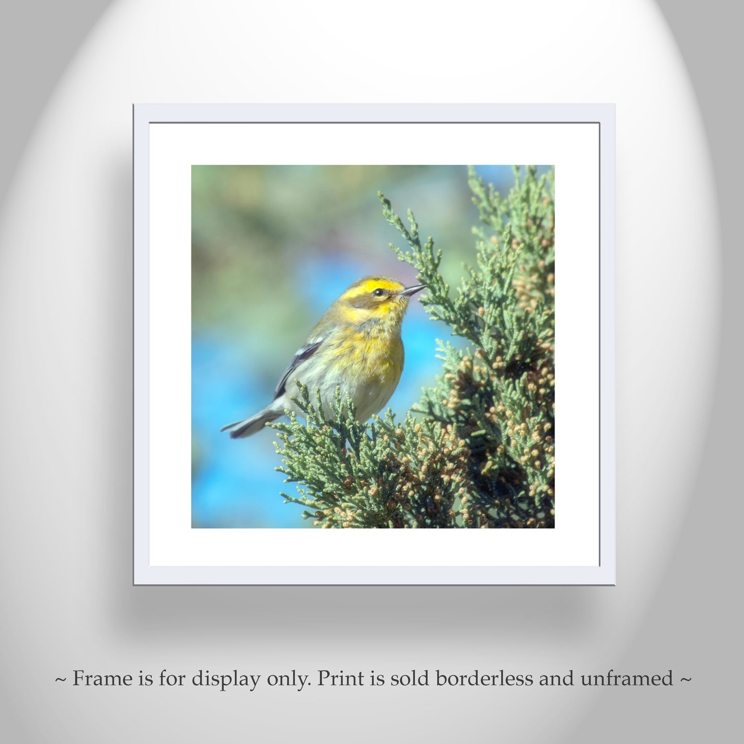Yellow Warbler Bird Art in Matched Set of 2 Square Prints