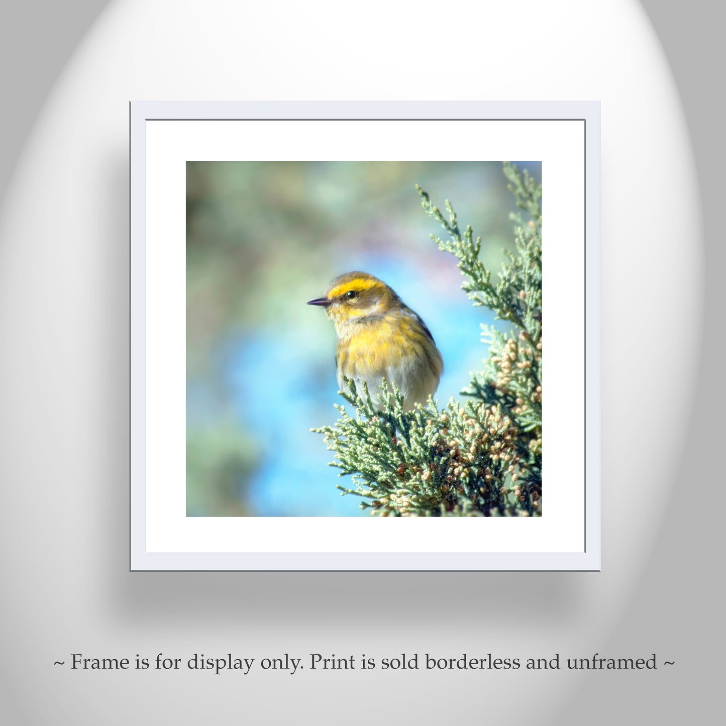 Yellow Warbler Bird Art in Matched Set of 2 Square Prints