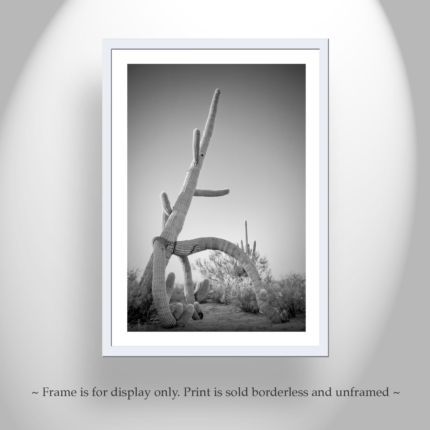 Cactus Decor in Black and White | Unique Sonoran Desert Artwork