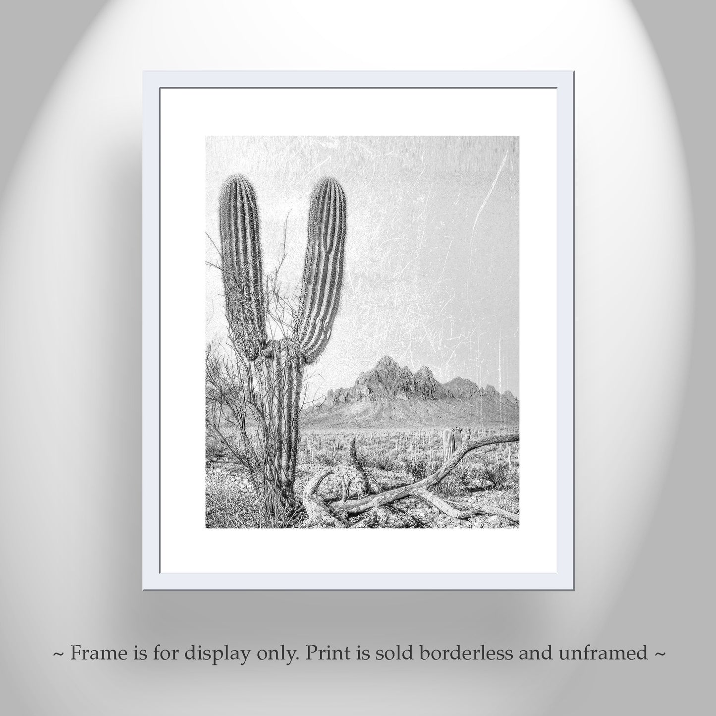 Cactus Art Print in Black and White | Tucson Arizona Landscape | Desert Botanical Art Gift
