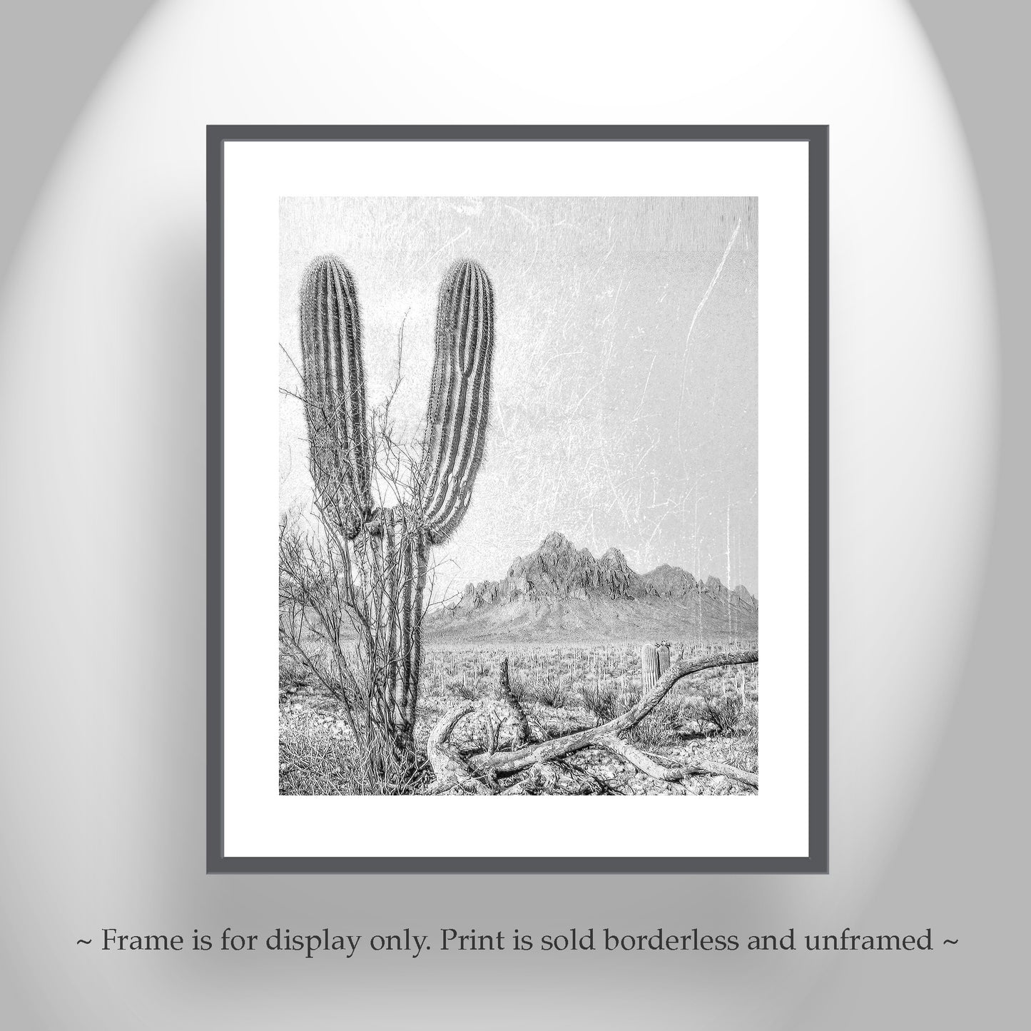 Cactus Art Print in Black and White | Tucson Arizona Landscape | Desert Botanical Art Gift