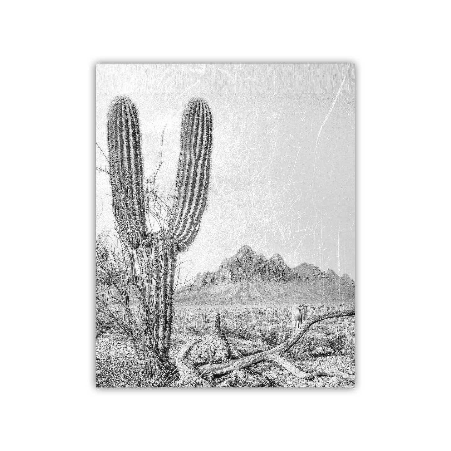 Cactus Art Print in Black and White | Tucson Arizona Landscape | Desert Botanical Art Gift