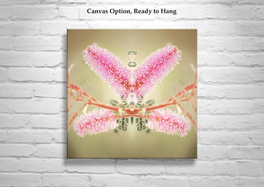 Abstract Nature Photography with Velvet Pod Mimosa Flower