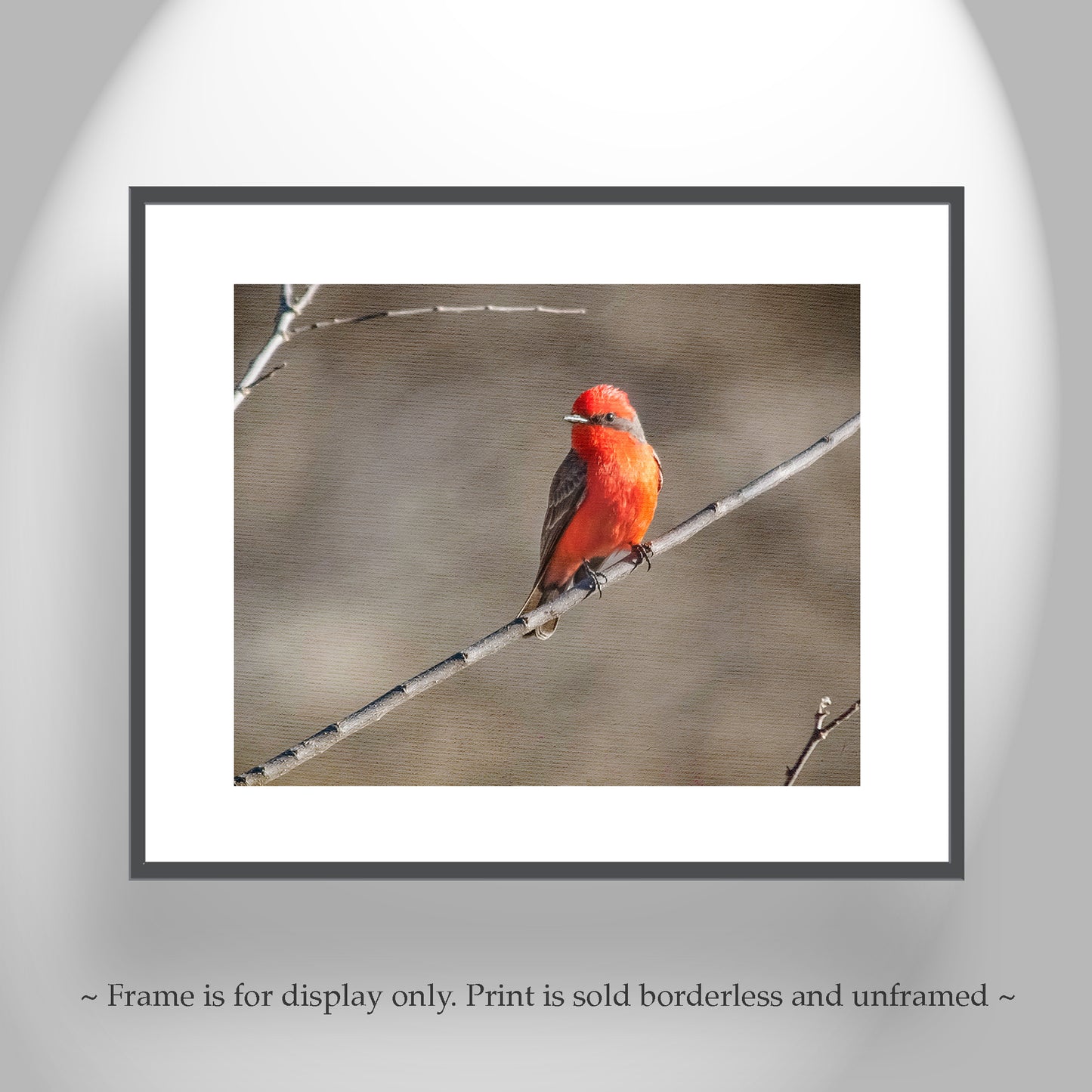 Vermilion Flycatcher Bird Art Print as Avian Wall Decor