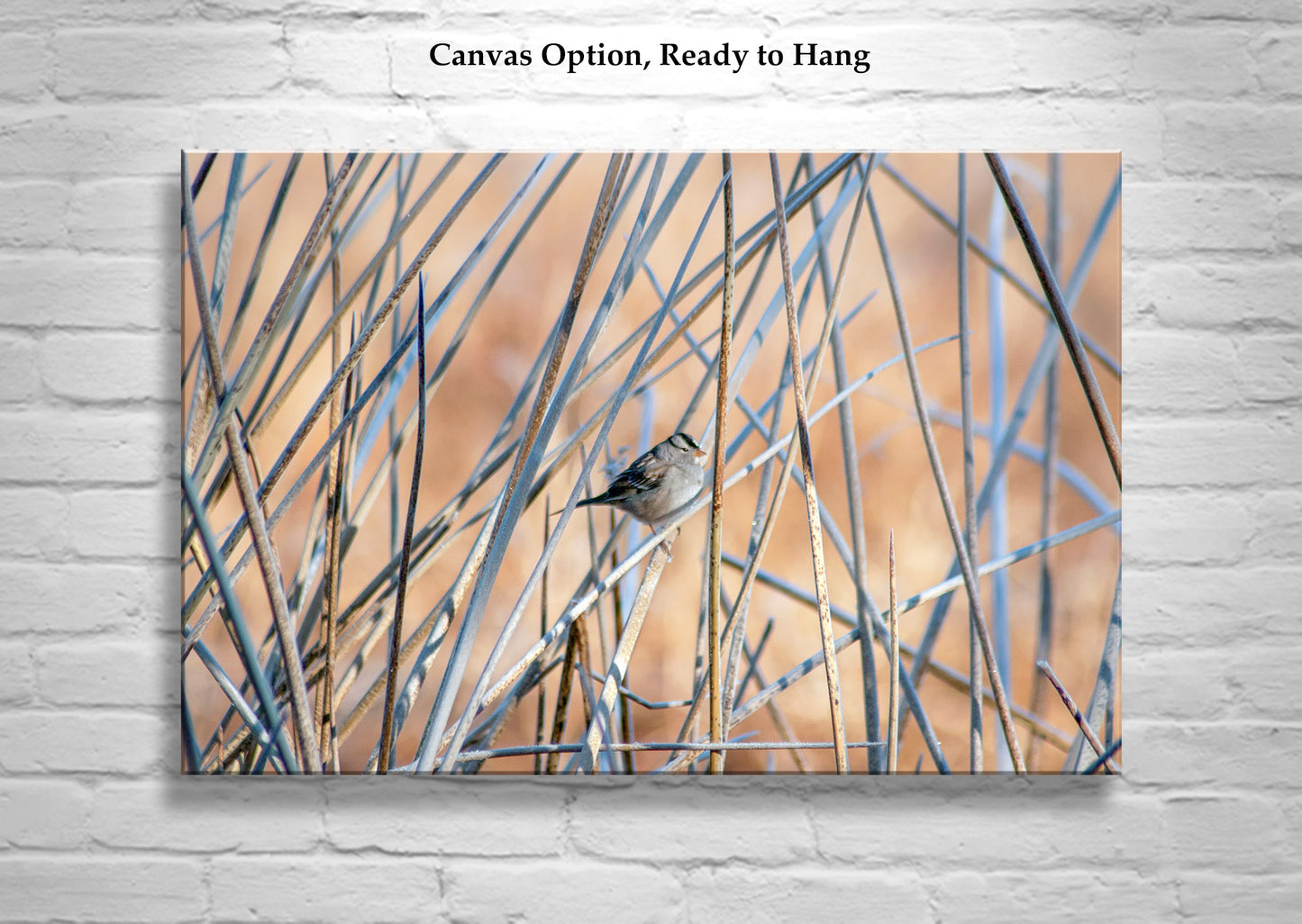 Sparrow Bird Picture in Reeds and Cattails as Fine Art Nature Wall Decor
