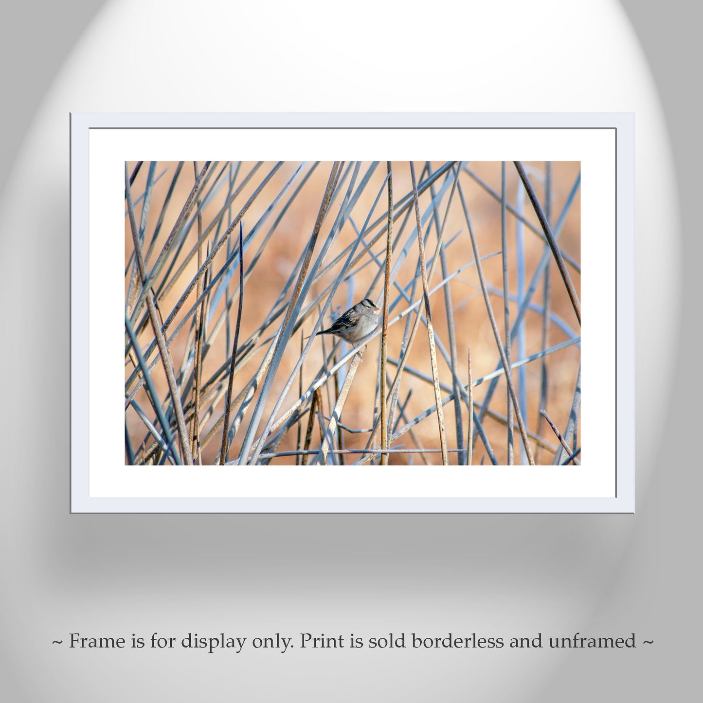 Sparrow Bird Picture in Reeds and Cattails as Fine Art Nature Wall Decor