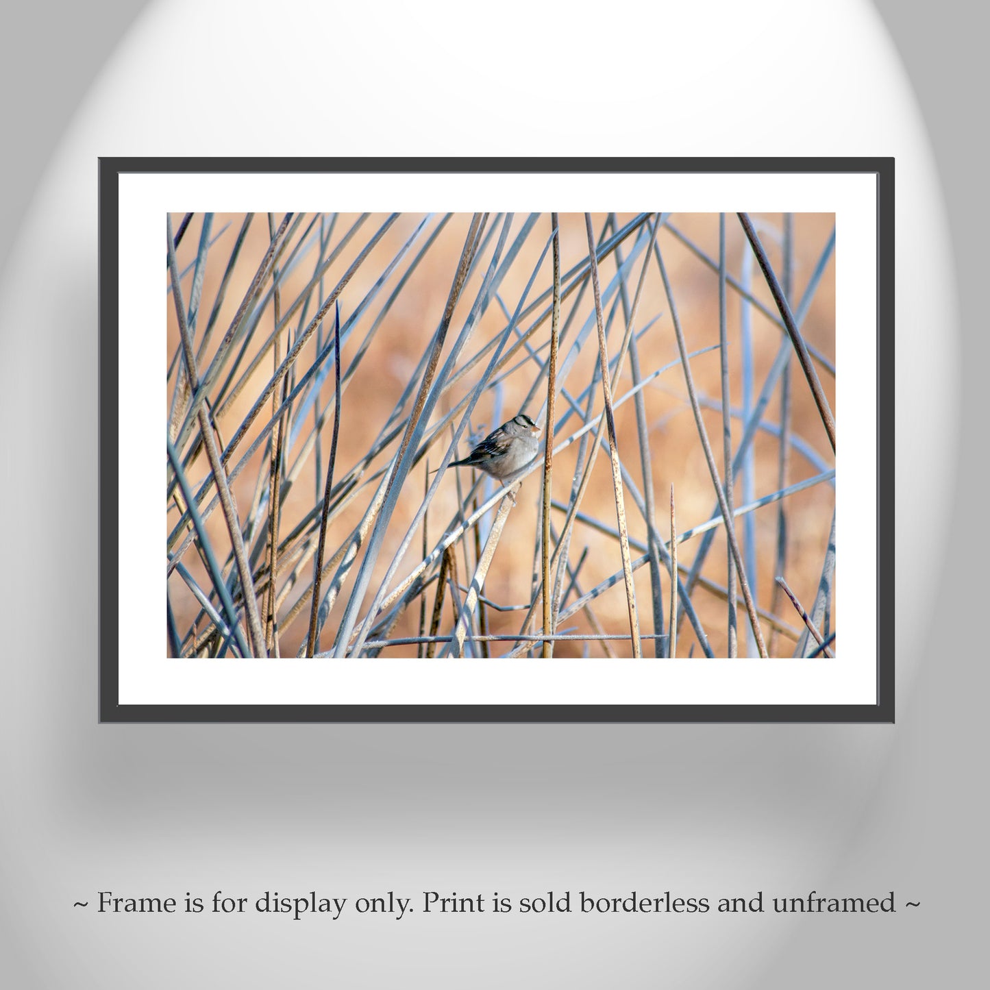 Sparrow Bird Picture in Reeds and Cattails as Fine Art Nature Wall Decor