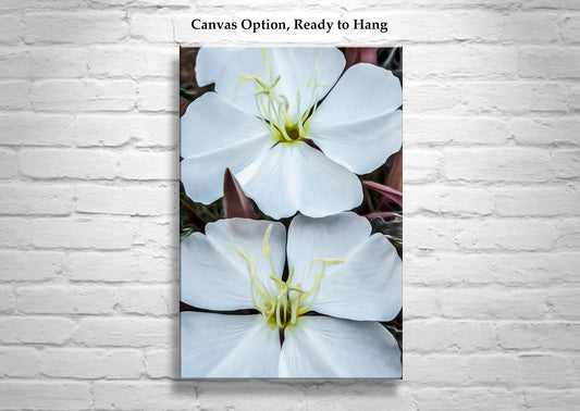 White Evening Primrose Wildflower Art from Southern Arizona