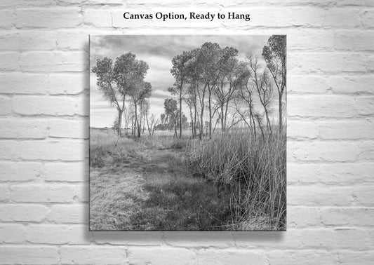 Black & White Landscape Artwork of Wild Southern Arizona Grasslands