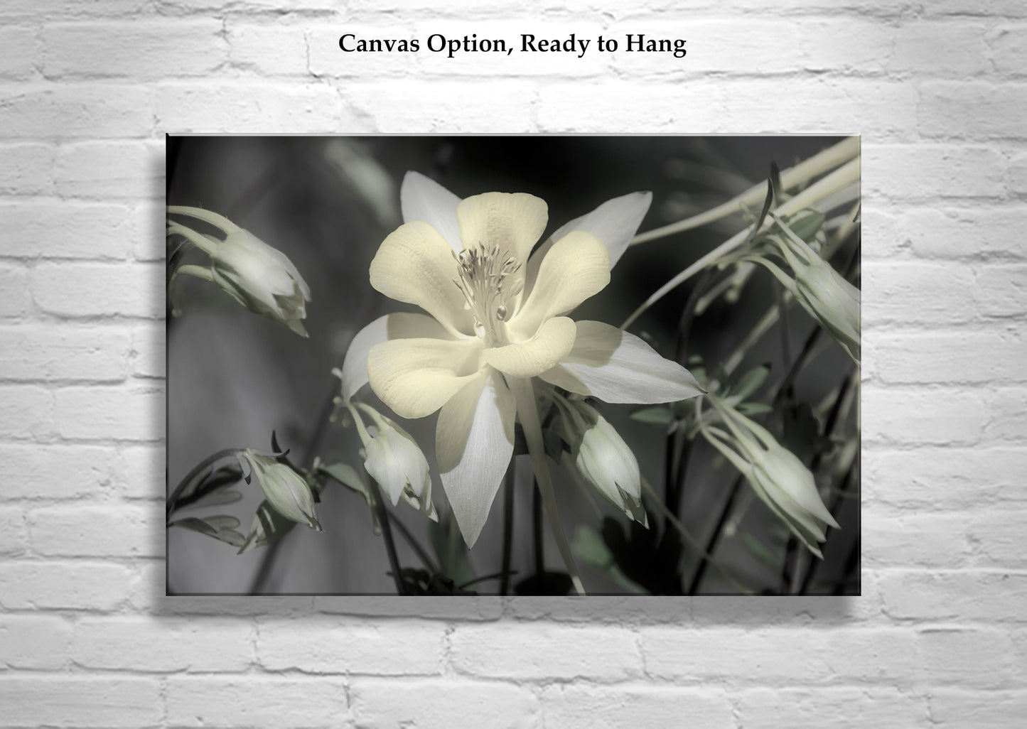 Columbine Flower Art with Arizona Desert Oasis