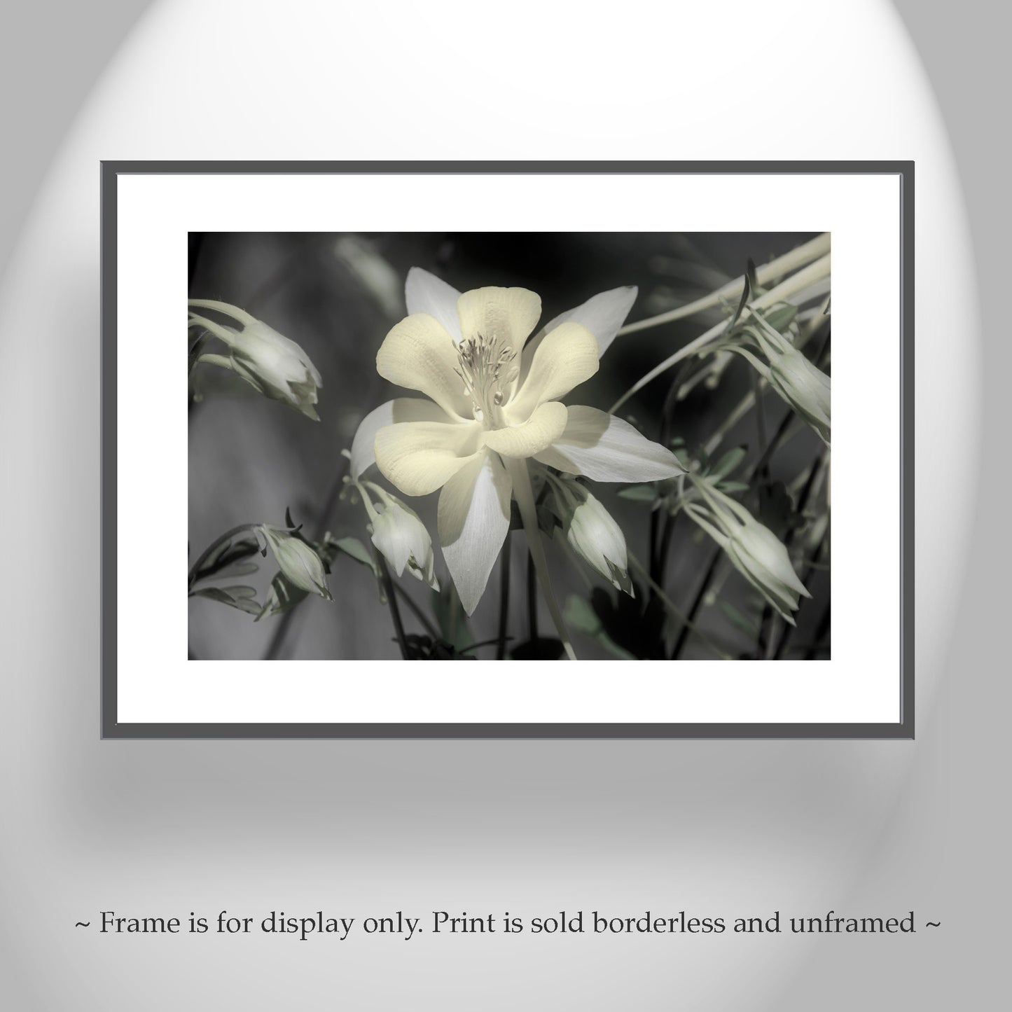 Columbine Flower Art with Arizona Desert Oasis