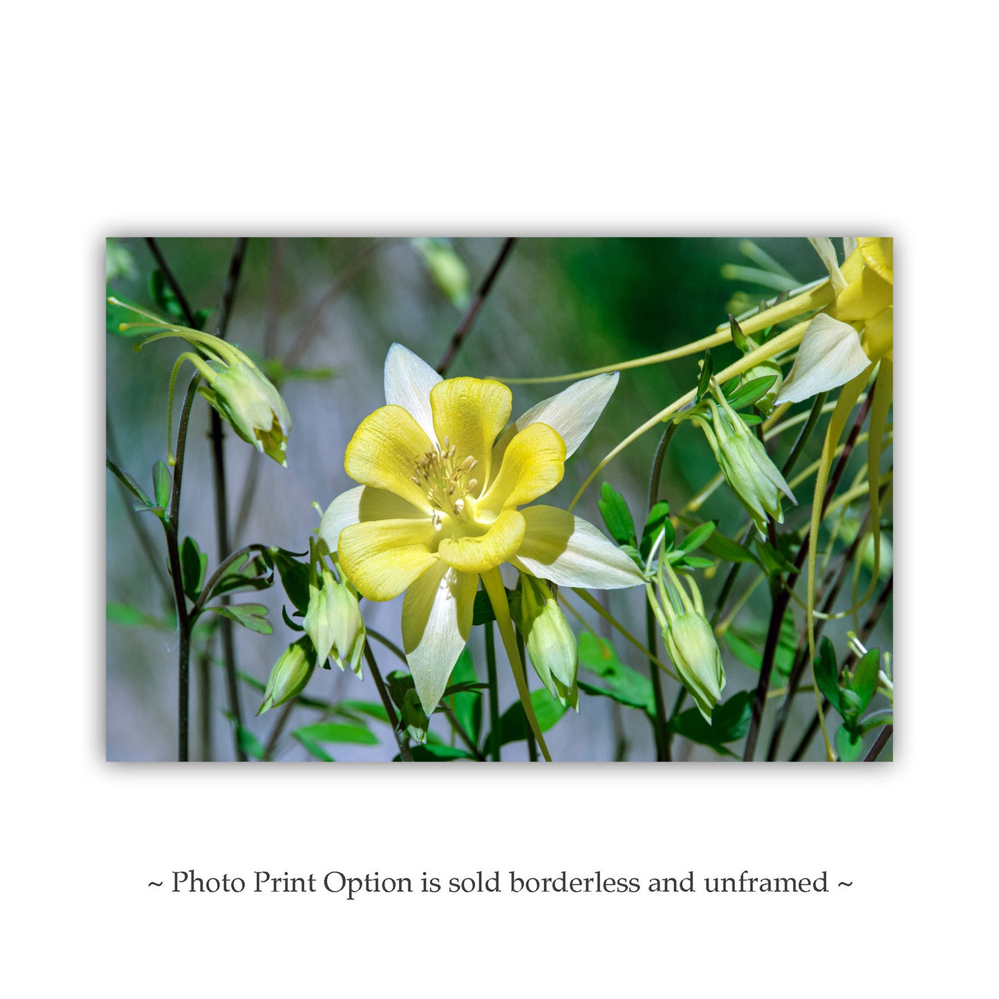 Wild Yellow Columbine Flower Art | Arizona Desert Oasis Wildflower Print | Canyon Flower Photo Gift