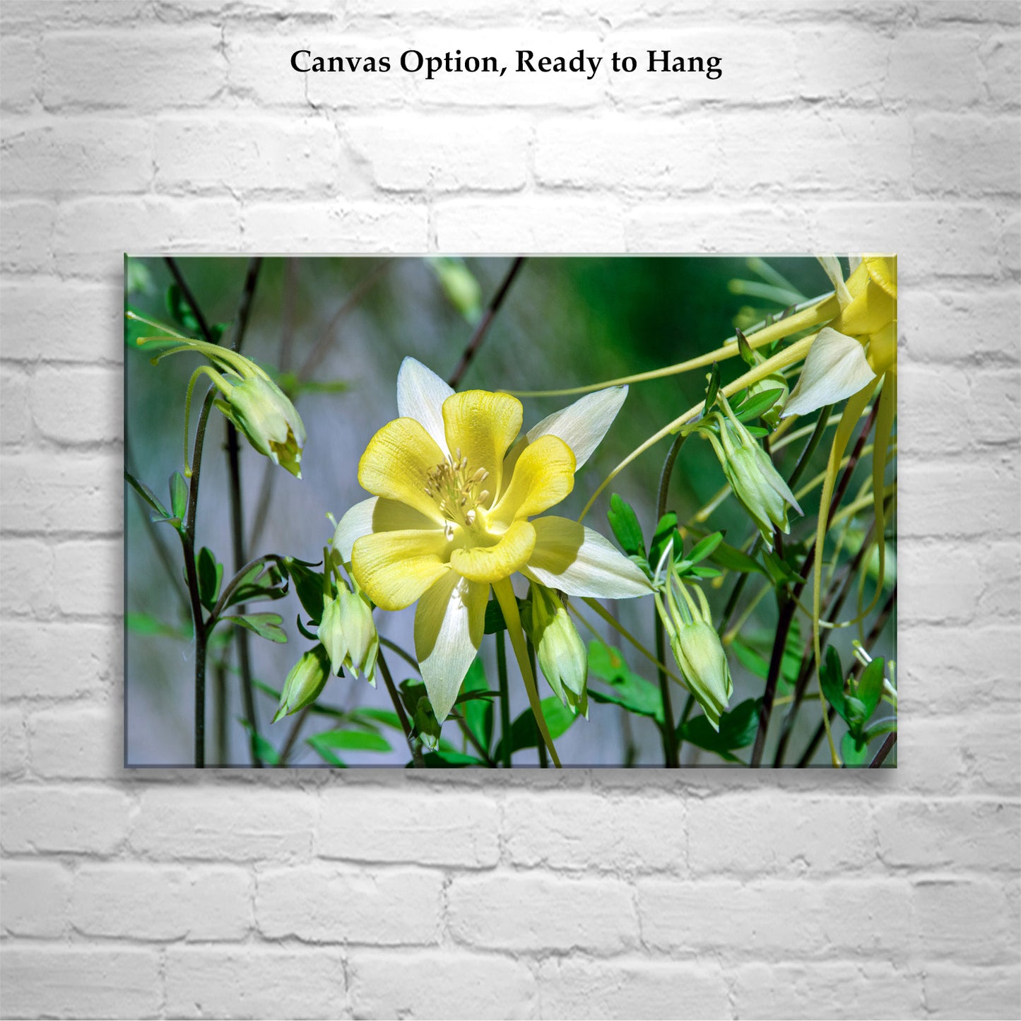 Wild Yellow Columbine Flower Art | Arizona Desert Oasis Wildflower Print | Canyon Flower Photo Gift