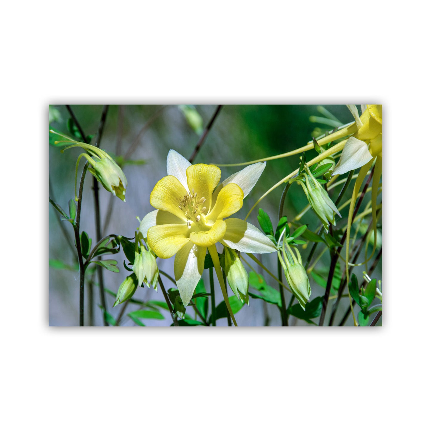 Wild Yellow Columbine Flower Art | Arizona Desert Oasis Wildflower Print | Canyon Flower Photo Gift