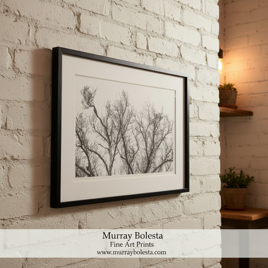 Black and white image of leafless tree branches against a white background. Black and White Winter Tree Art Print in Arizona Mexico Border Canyon by Murray Bolesta