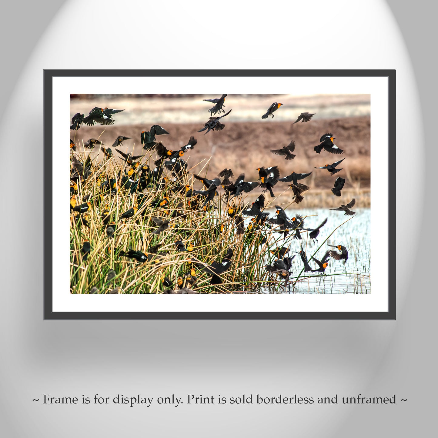 Flock of Wetland Birds Art | Yellow Headed Blackbirds in Arizona
