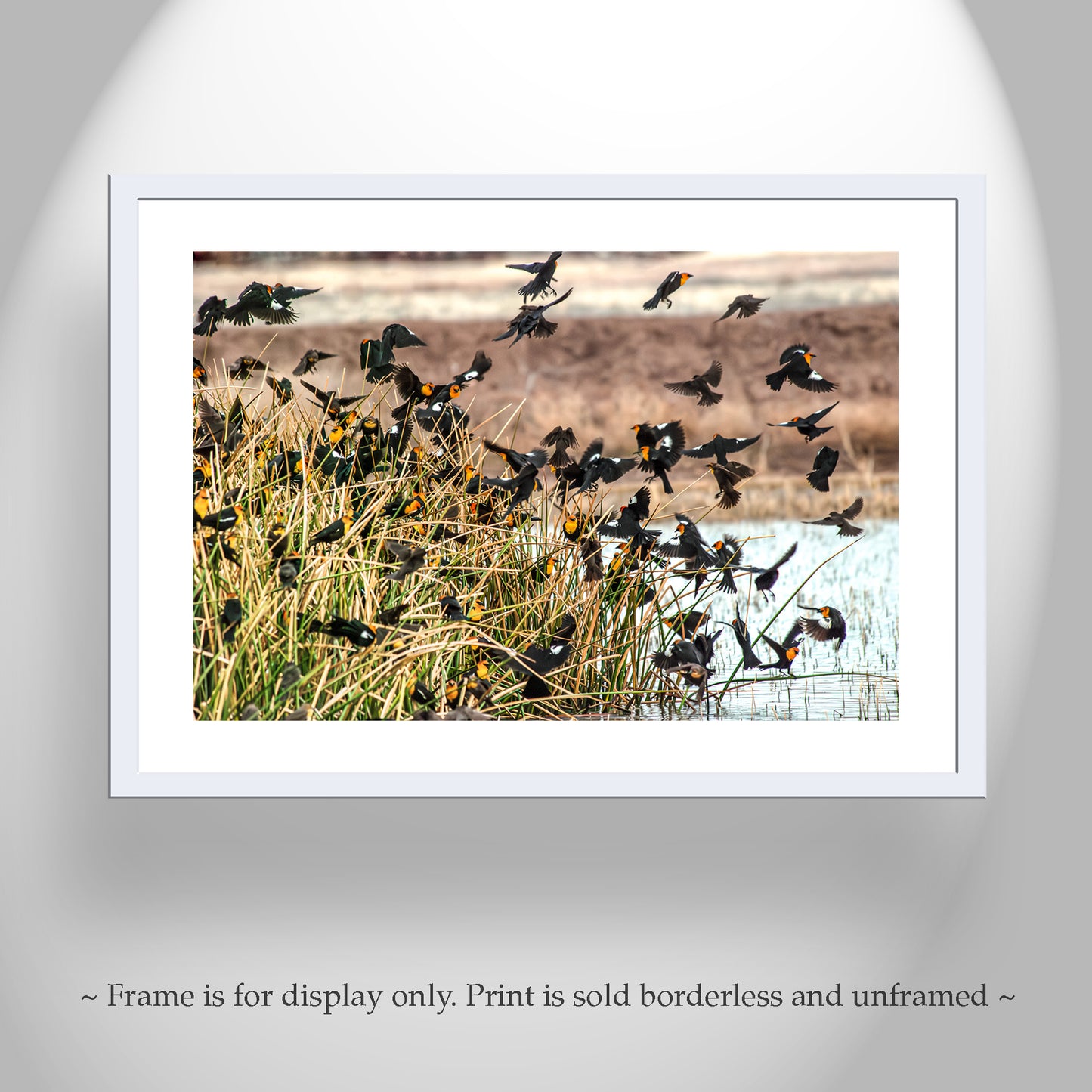 Flock of Wetland Birds Art | Yellow Headed Blackbirds in Arizona