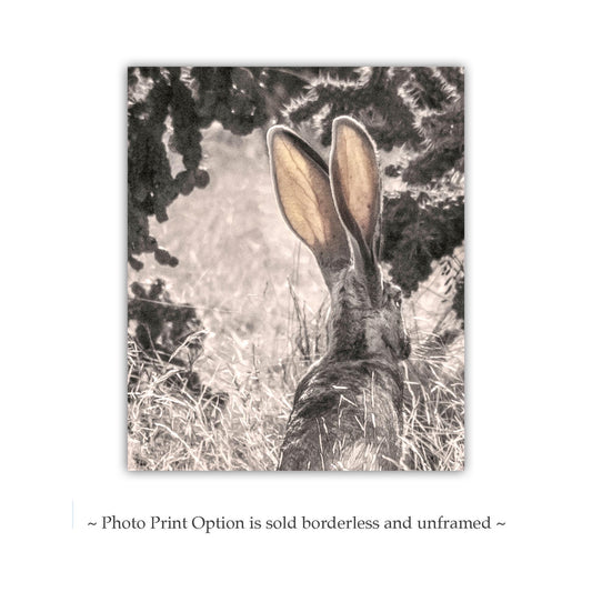 Desert Jackrabbit Art - Arizona Wildlife & Cholla Cactus Print