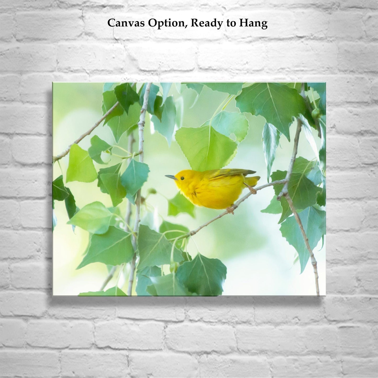 Yellow Warbler Bird in Cottonwood Tree – Colorful Spring Wall Art