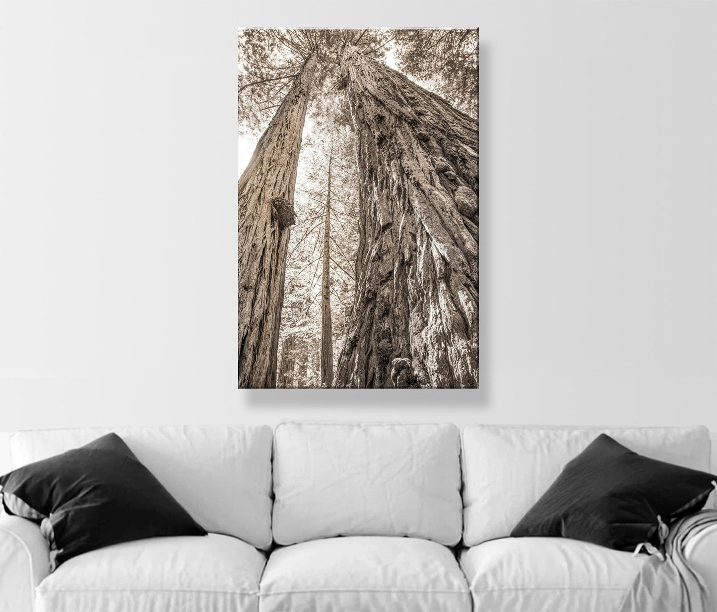 Big Basin Santa Cruz Redwood Forest Art – Sepia Vertical Tree Photo