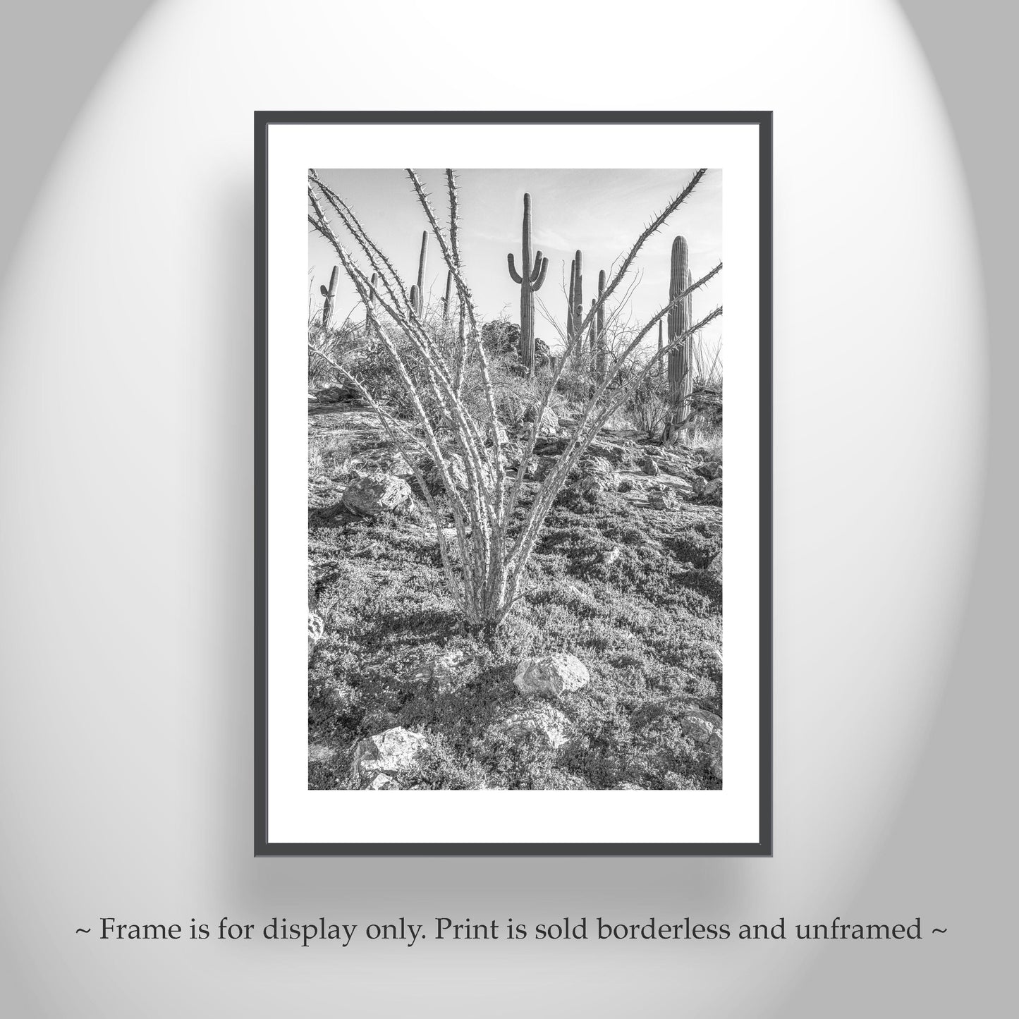 Ocotillo and Saguaro in Black and White | Arizona Desert Art