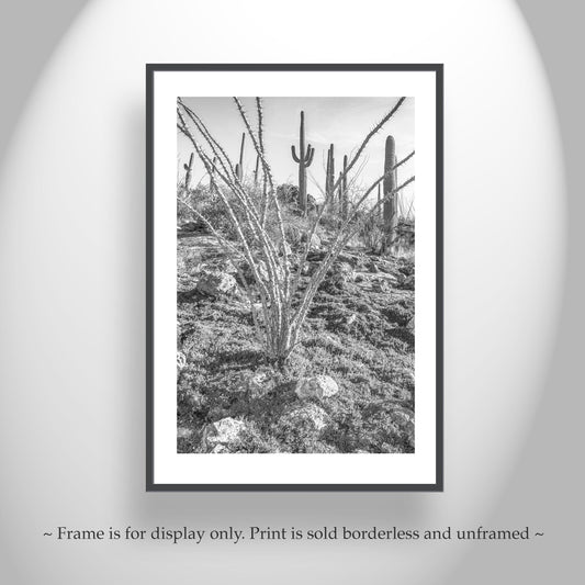 Ocotillo and Saguaro in Black and White | Arizona Desert Art