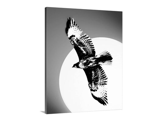 A black and white image of a bird in flight, with its wings spread wide as it soars against a large, circular background. Hawk in Flight Silhouette Print | Tucson Arizona Black & White