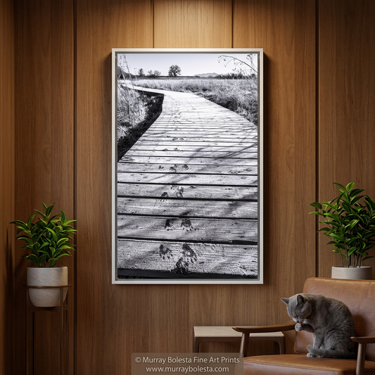 Arivaca Arizona boardwalk winter frost with wild animal tracks, art print by Murray Bolesta