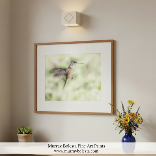 A hummingbird in mid-flight, with its wings spread wide, against a blurred green background.Flying Hummingbird Picture - Elegant Bird Wall Decor Print by Murray Bolesta
