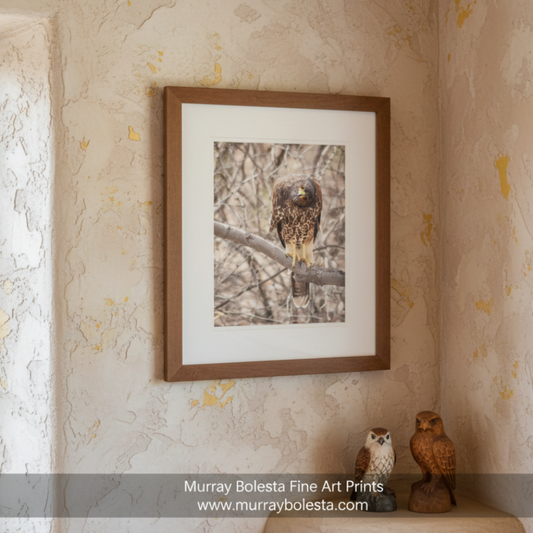 A brown and black bird, possibly a hawk, perched on a branch in a natural setting. Harris Hawk Art | Arizona Desert Bird Photography Wall Print by Murray Bolesta!