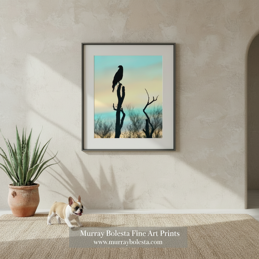 A silhouetted bird perched on a bare tree branch against a colorful sky. Arizona Bird of Prey Hawk Silhouette Art Print | Framed Desert by Murray Bolesta in Tohono O'odham Nation Arizona USA