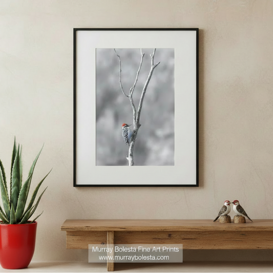 A red-headed woodpecker perched on a bare tree branch against a blurred, gray background. Ladderback Woodpecker Winter Print - Arizona Minimalist Bird Art by Murray Bolesta