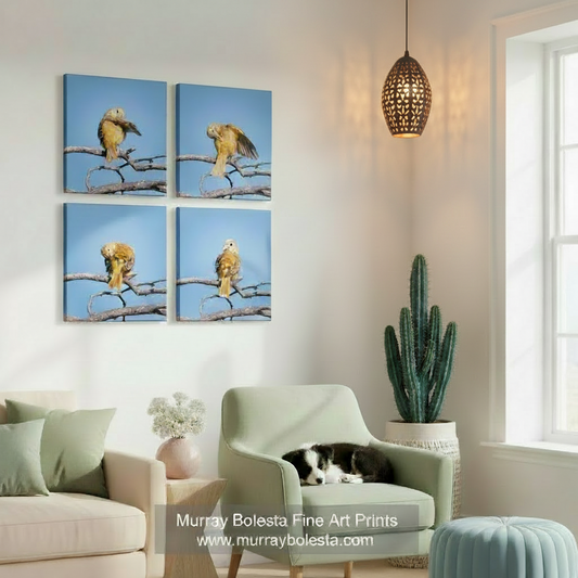 The image is a collage of four square photographs depicting a yellow bird perched on a branch against a blue sky. Songbird Art Photography | Matched Set of 4 Square Framed Prints by Murray Bolesta