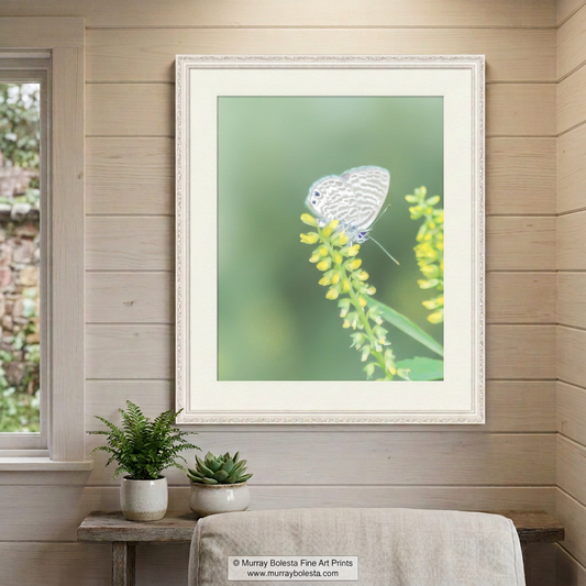 Butterfly art print, southern Arizona, by Murray Bolesta